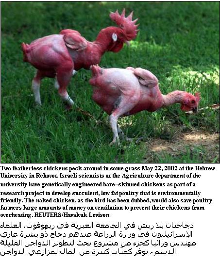 Genetically Modified Chickens: